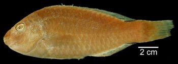Media type: image; Ichthyology 14538